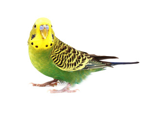 Beautiful bright parrot on white background. Exotic pet
