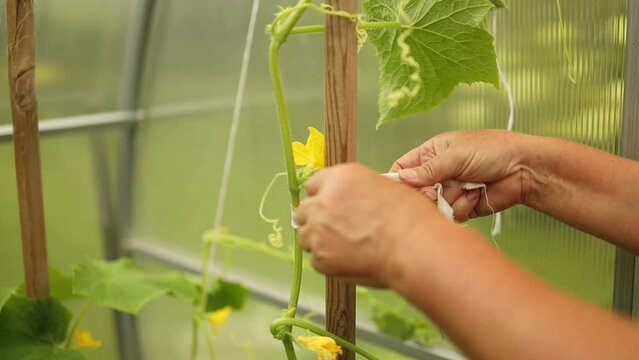 Tie up cucumbers. Cucumber plant growing vertically on a trellis in a vegetable garden. Growing vegetables, garter and care. High quality FullHD footage