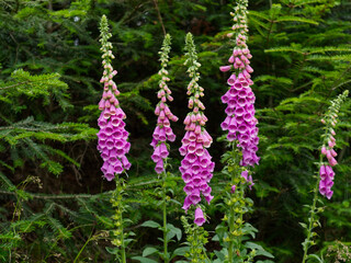 Red foxglove (Digitalis purpurea),several plants © Ralf
