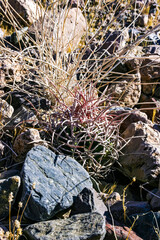 Echinocactus polycephalus, Desert landscape with cacti in the California