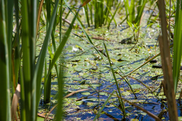 Aquatic plants, close-up view. Selective focus.