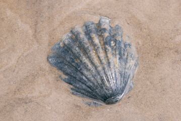 Dark blue scallop shell partially buried on the shore
