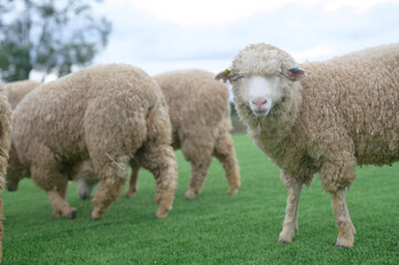 A warm flock of sheep gathered together in the fields with tall mountains as the backdrop.