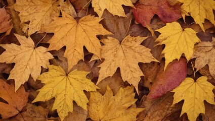 Obraz premium Seasonal Fall Background