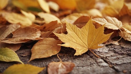 Obraz premium Golden Leaf Colors