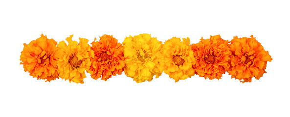 Marigold flowers isolated on a white background. Decorative elements, garland for the Day of the...