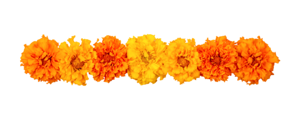 Marigold flowers isolated on a white background. Decorative elements, garland for the Day of the Dead and Indian holidays. Flat lay