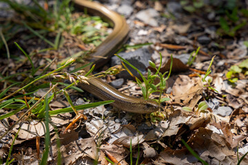 The sheltopusik (Pseudopus apodus) from Velebit Mountain, Croatia
