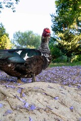 Pato grande en el campo