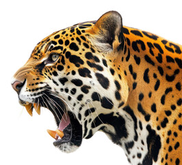 Fototapeta premium PNG An angry jaguar tiger wildlife portrait leopard.