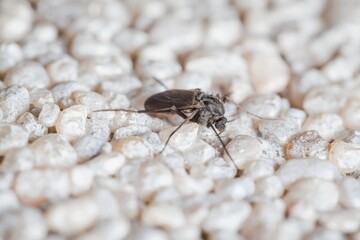 little dark non-biting midges Metriocnemus eurynotus female