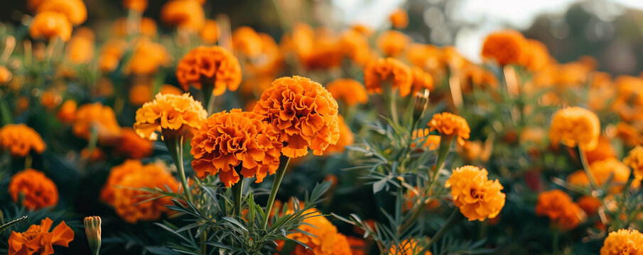 A lush field of marigolds under a bright, clear sky.