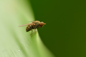 a fly in nature perched on a leaf, macro, photography, insect, close up.