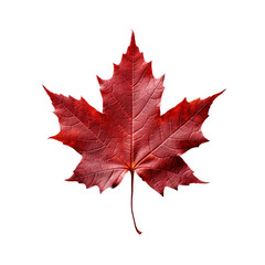 Obraz premium Red maple leaf PNG