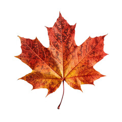 Obraz premium Red maple leaf PNG