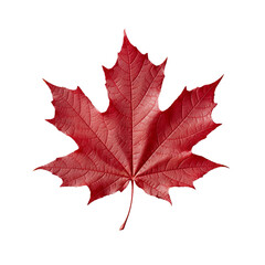 Obraz premium Red maple leaf PNG