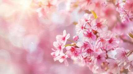 Fototapeta premium delicate pink cherry blossom flowers in full bloom spring floral background