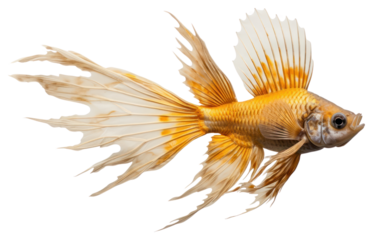 PNG Stonefishes goldfish animal sea life.