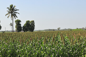 in indian rural area millet stalks. millet or sorghum plant views in a farmland, cultivation pearls millet fields, pearls production of beer and wine, fields of pearl millets (bajra). processing farm