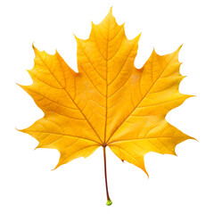 Fototapeta premium maple leaf as an autumn symbol isolated on a transparent background
