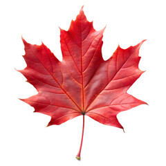 maple leaf as an autumn symbol isolated on a transparent background