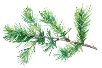 Watercolor Pine Tree Branch. Festive Christmas Clipart with Green Foliage