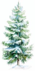 Fototapeta premium Winter Wonderland. Hand-Painted Watercolor Illustration of Evergreen Spruce Tree