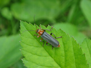 Soldier beetle (Cantharis livida) on a green leaf