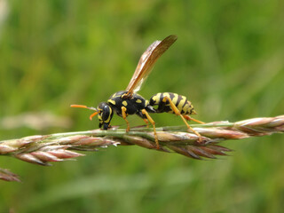 The European paper wasp (Polistes dominula), female on an ear of grass