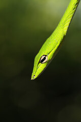 Oriental Whip Snake (Ahaetulla prasina) in Singapore Mangrove forest	