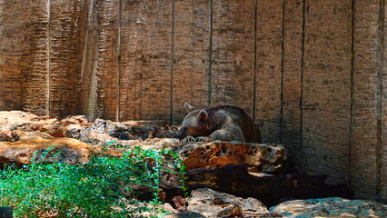 Wild Boar Resting On Rocks Against Textured Wooden Background In Natural Light