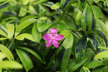 Pink Lemonia flower (Ravenia spectabilis) with variegated leaf