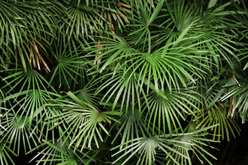 Lady Finger Palm (Rhapis multifida)