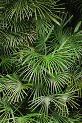 Lady Finger Palm (Rhapis multifida)