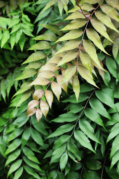 Rare cycad Zamia vasqueslii with new leaf