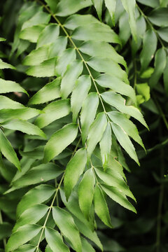 Rare cycad Zamia vasqueslii with new leaf