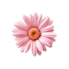 Fototapeta premium Pink daisy on transparent background