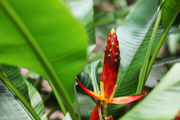 Wild exotic banana Musa beccarii from Sabah Borneo