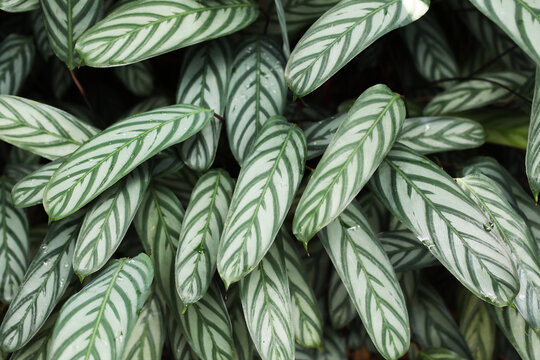 Popular house plant Ctenanthe setosa for indoor garden