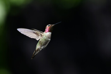 Purple Headed Hummingbird In Flight On Black Wing