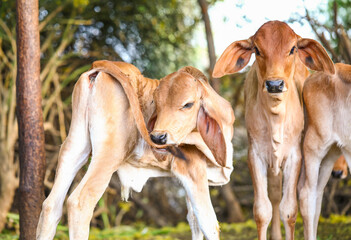 Naklejka premium Pretty Little Baby Cow or Calf on Farmland