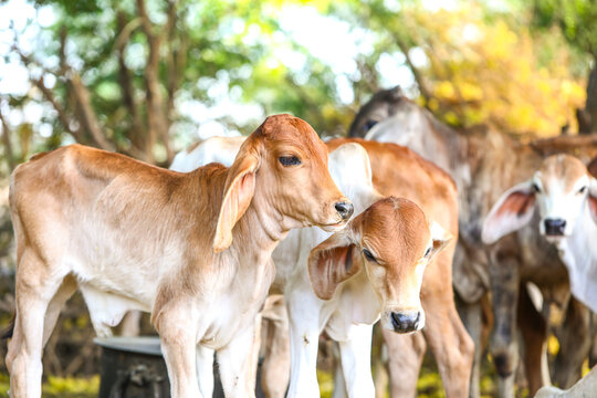 Pretty Little Baby Cow or Calf on Farmland