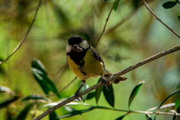 mésange 