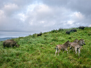 Z&egrave;bres, rhinoc&eacute;ros et buffles en libert&eacute; dans la r&eacute;serve naturelle d'Addo en Afrique du Sud