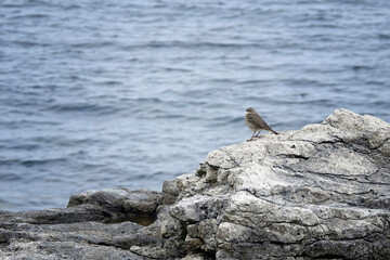 Bird on rock by the sea