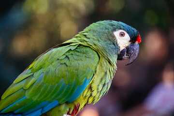 Loking parrot