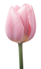 PNG Tulip on pink water pattern flower plant inflorescence.