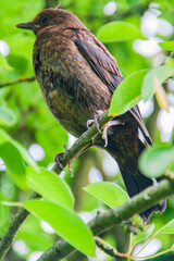 Eine weibliche Amsel sitzt im Baum auf einem Ast.