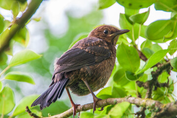 Eine Amsel sitzt im Baum auf einem Ast.
