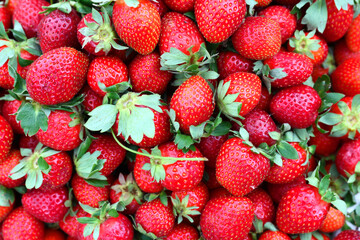 Closeup of fresh organic strawberry (Fragaria x ananassa) fruit on a market. Strawberry fruit background.